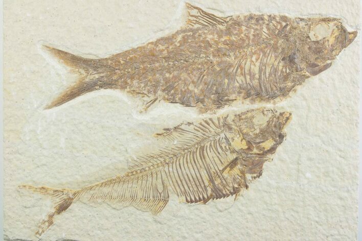 Plate of Two Fossil Fish (Diplomystus & Knightia) - Wyoming #369512